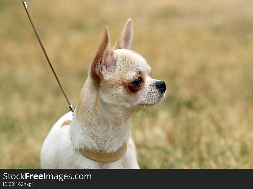 Young fawn colored chihuahua portrait. Young fawn colored chihuahua portrait