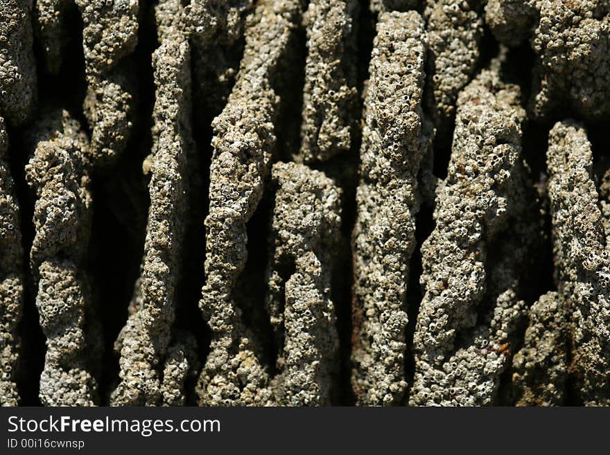 Arabian Almadraba - Fishing traps built from Coral