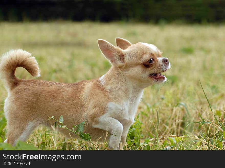 Short-Haired CHIHUAHUA growling and nipping. Short-Haired CHIHUAHUA growling and nipping