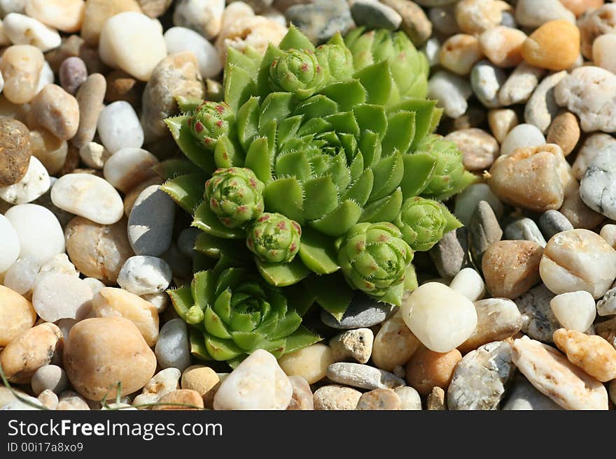 Macro of Succulent