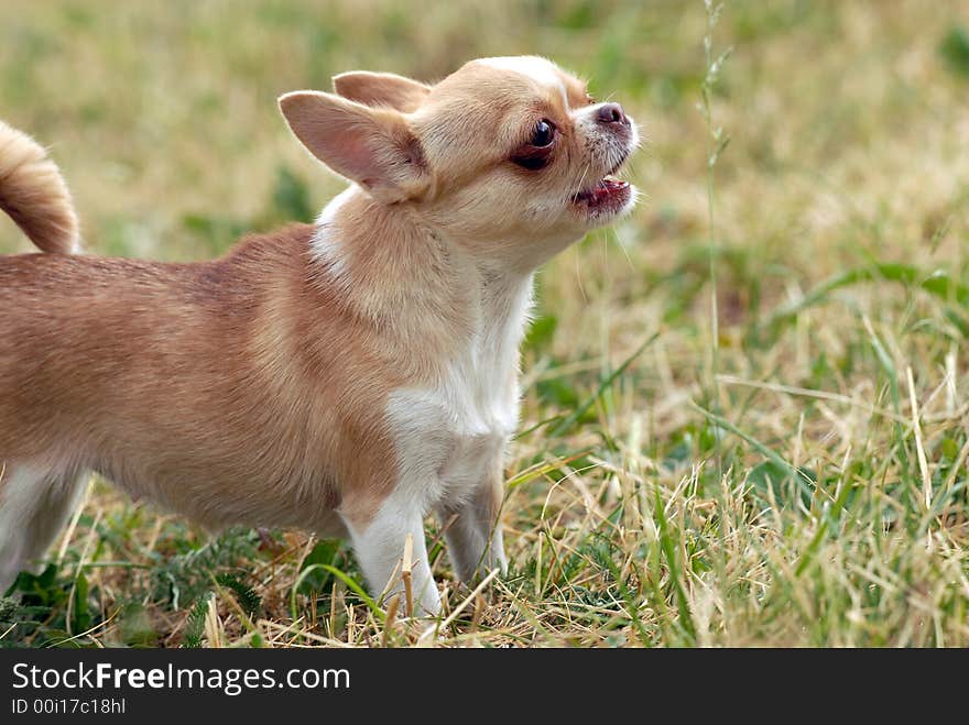 Short-Haired CHIHUAHUA growling and nipping. Short-Haired CHIHUAHUA growling and nipping