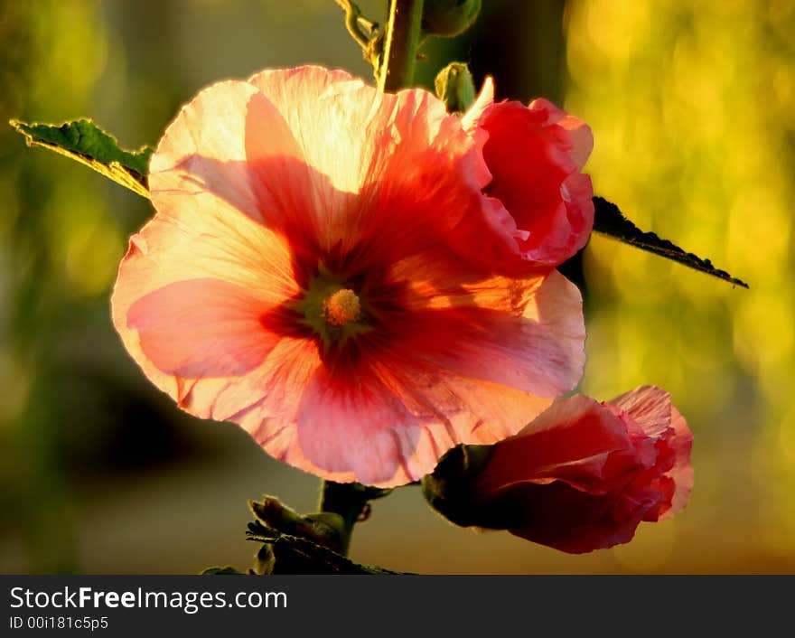 Mallow - princess of flowers