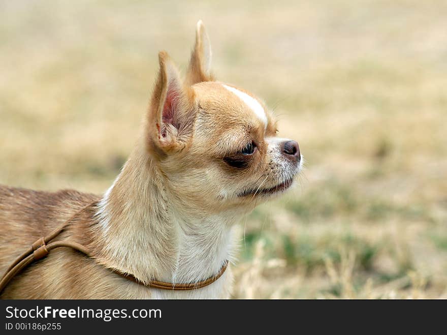 Young fawn colored chihuahua portrait. Young fawn colored chihuahua portrait