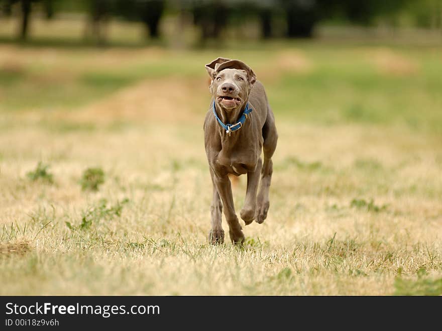 Shorthaired german pointer running in the forest. Shorthaired german pointer running in the forest