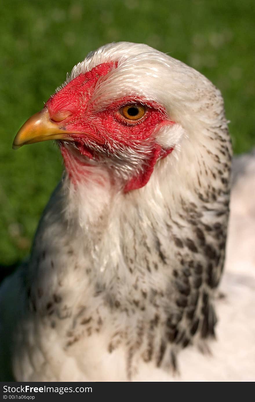 Chicken Portrait