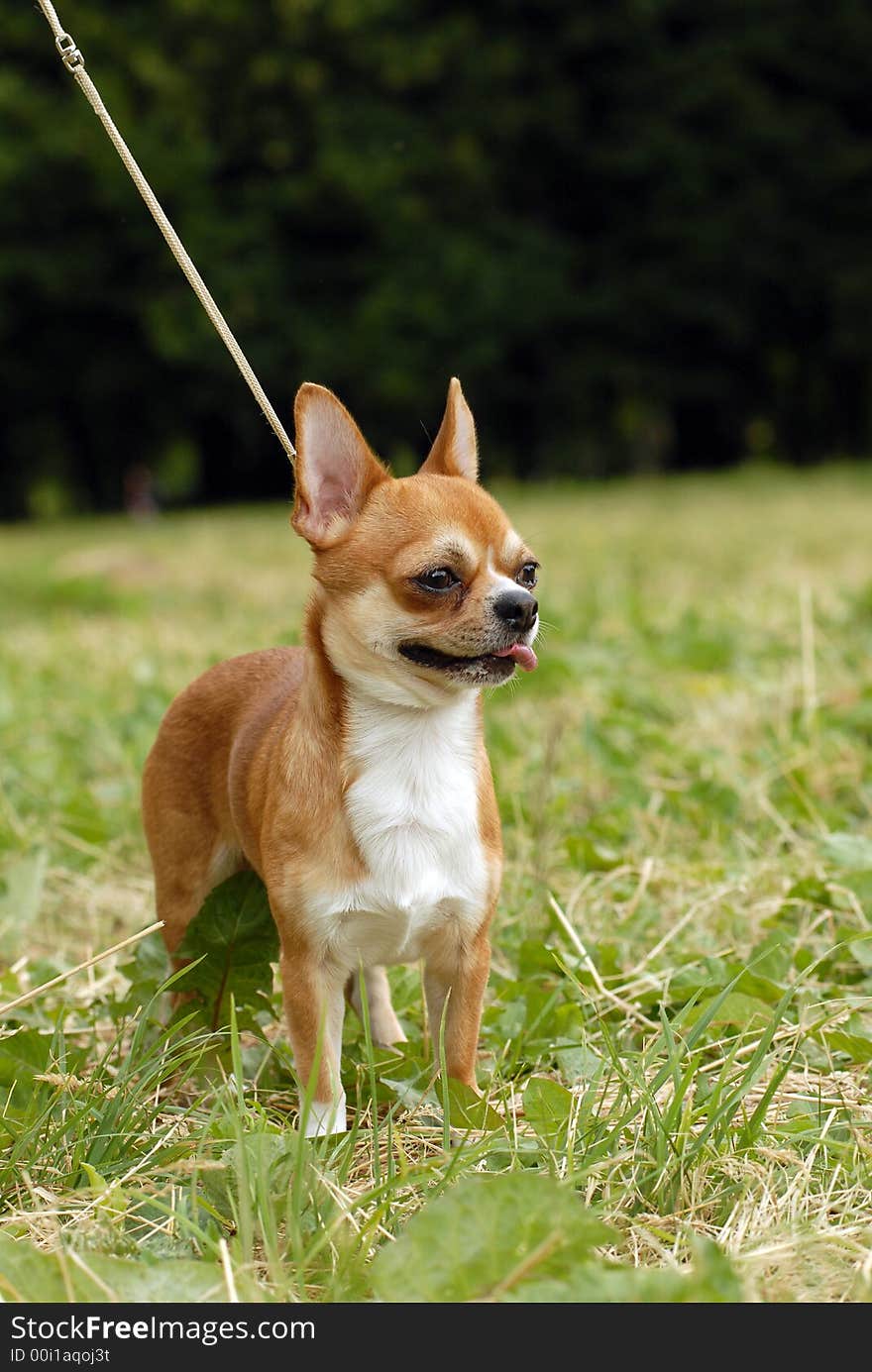 Adult long haired chihuahua standing up