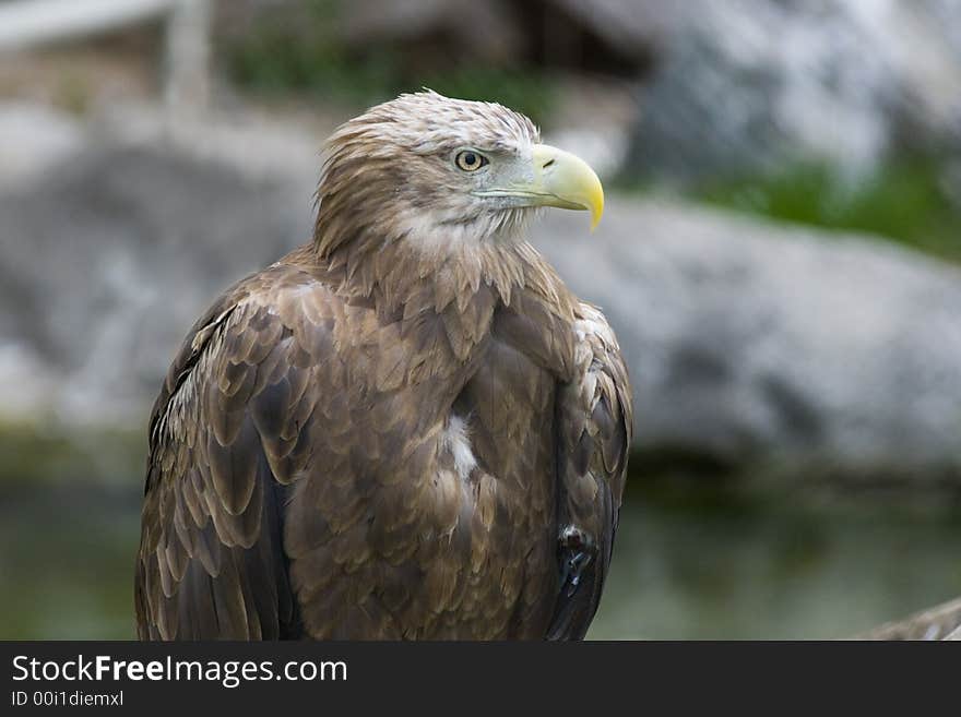 Detailed photo of an eagle sitting in rocks