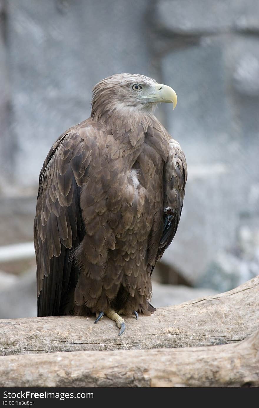 Detailed photo of an eagle sitting in rocks