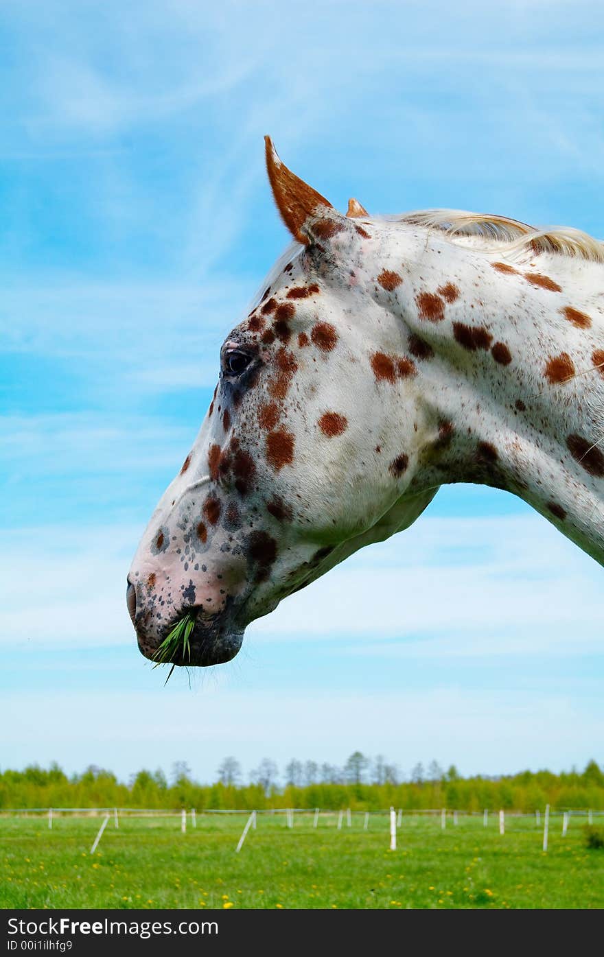 Portrait of funny horse on the grass