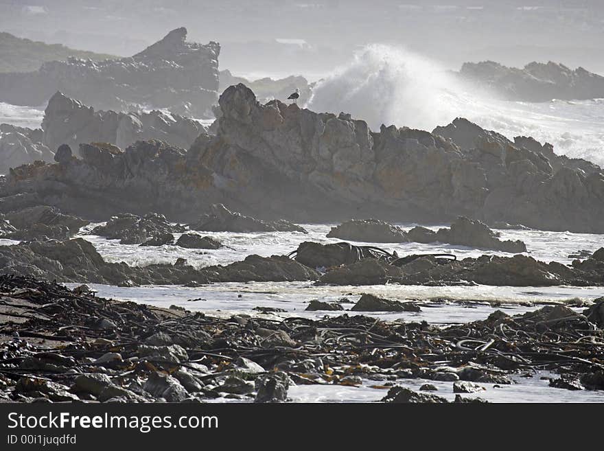 Rocky shore of the ocean Africa, penguins in background. Rocky shore of the ocean Africa, penguins in background