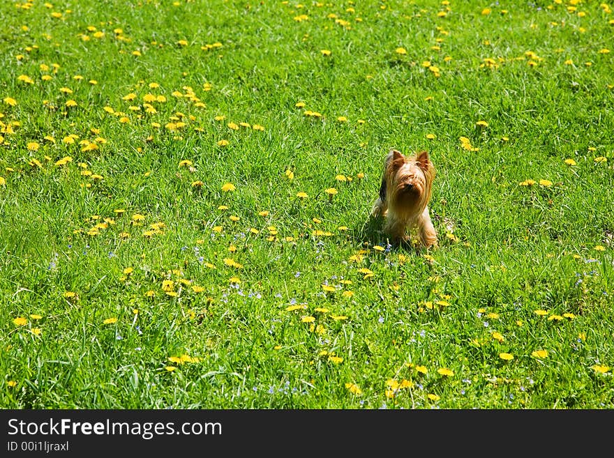 Small ginger dog (maltese)on the green grass with yellow dandelions. Small ginger dog (maltese)on the green grass with yellow dandelions