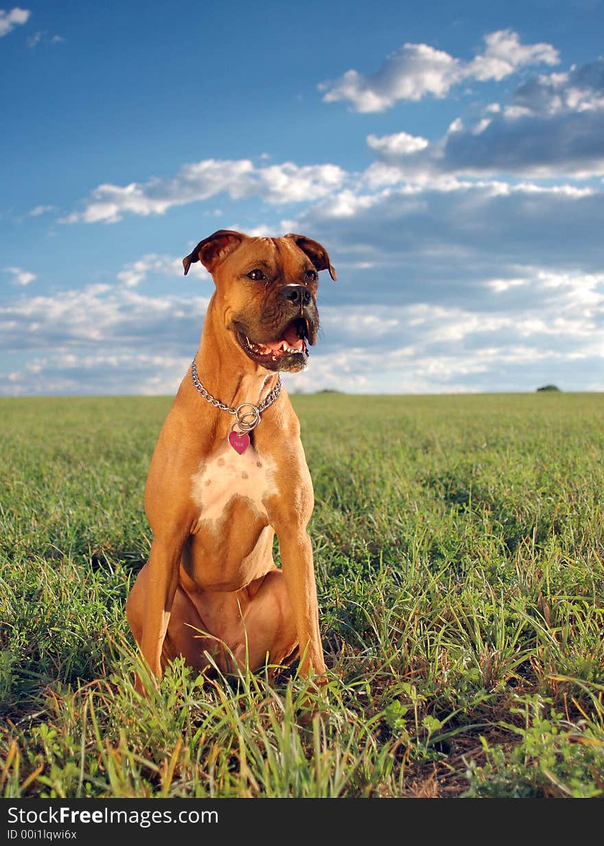 Boxer In The Field