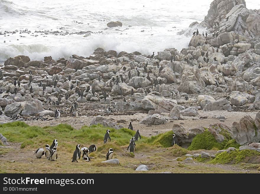 Rocky shore of the ocean Africa, penguins in background. Rocky shore of the ocean Africa, penguins in background