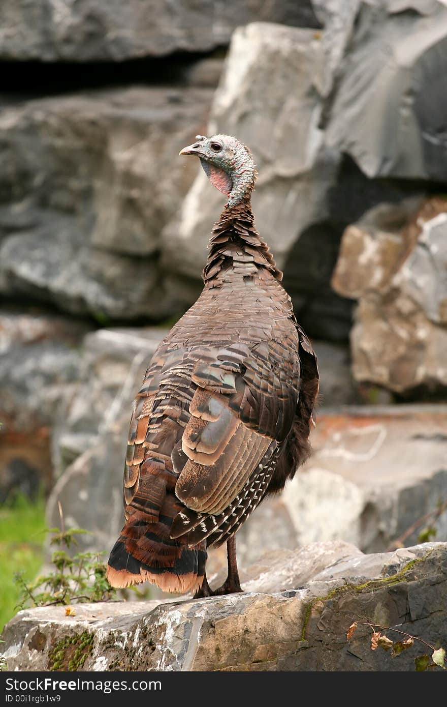 Wild Turkey