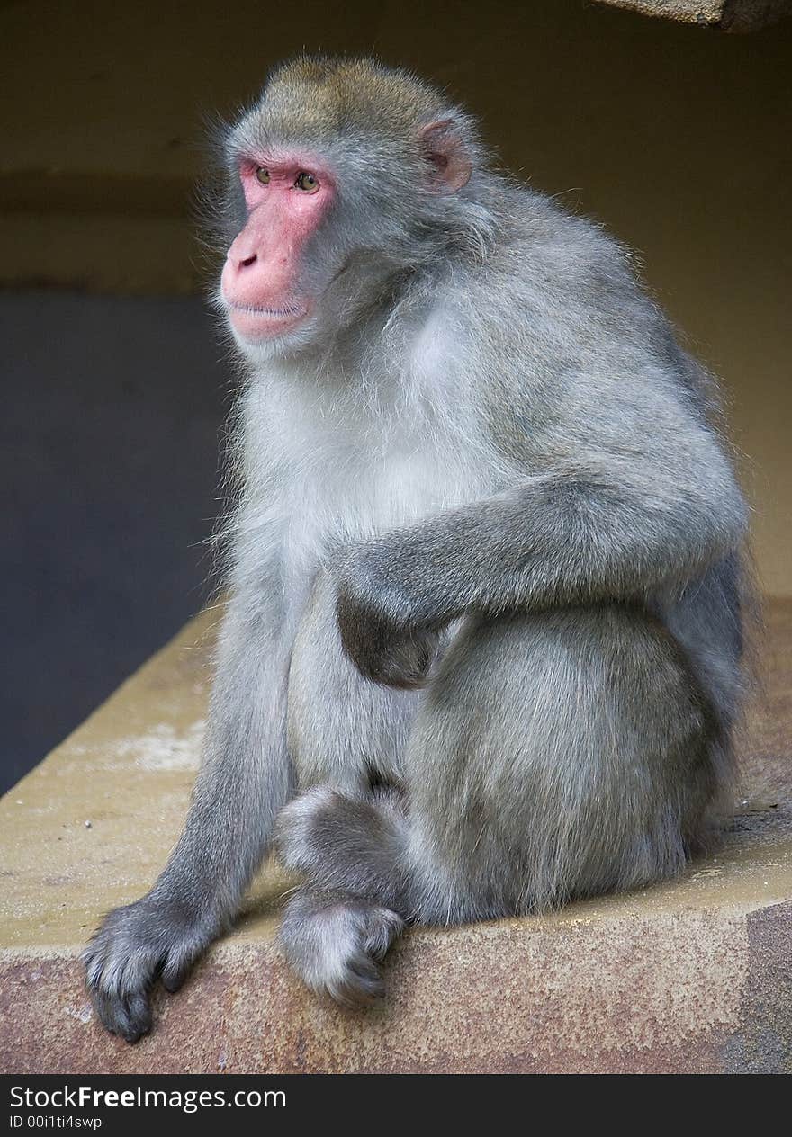 Macaque 7