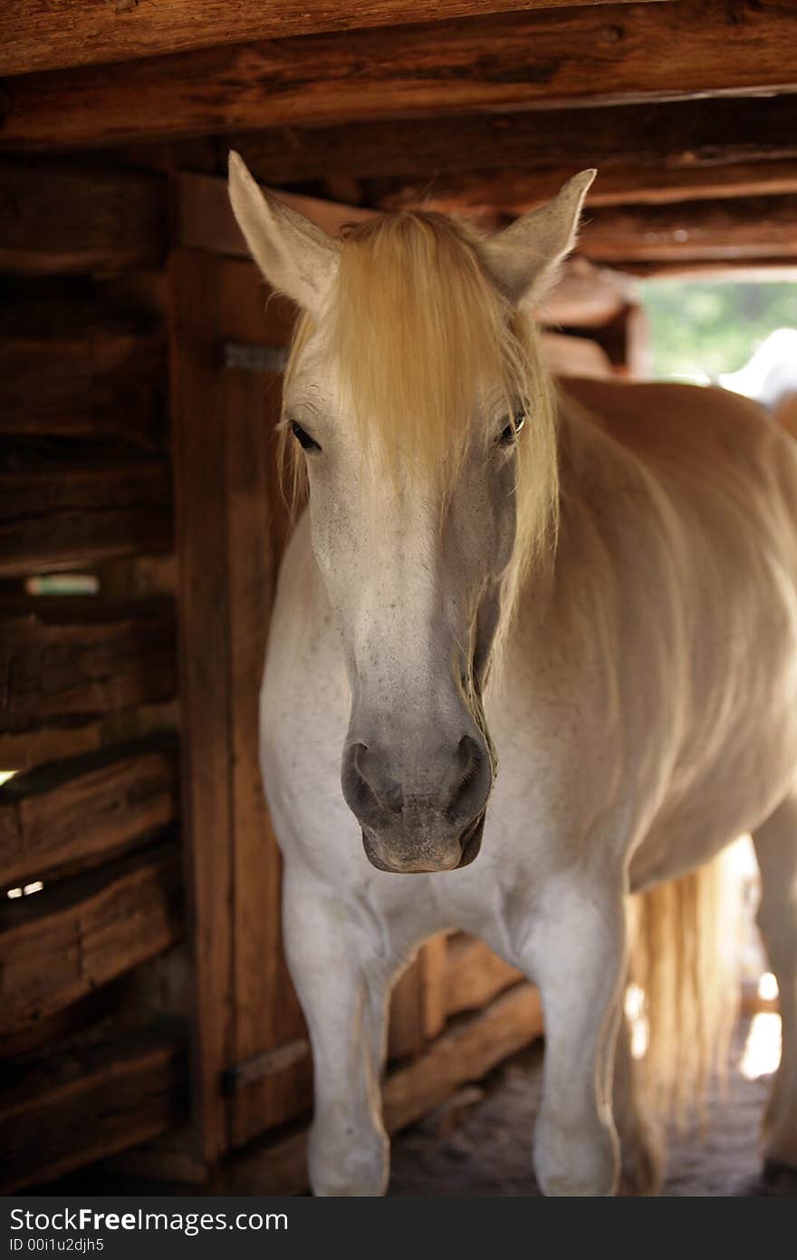 The Percheron is a farm horse from europe , used by the early american settlers this is one sturdy animal