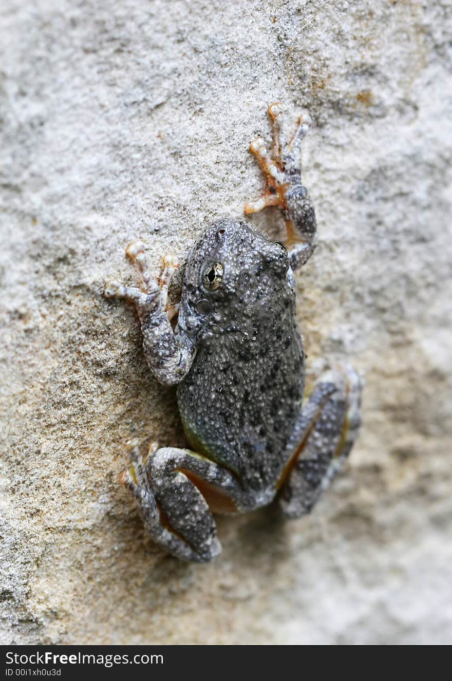 A Canyon Tree Frog Clings to the Side of A Rock. A Canyon Tree Frog Clings to the Side of A Rock