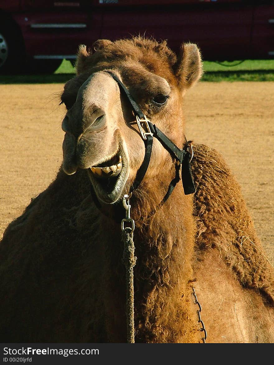 Camel resting in the morning sun