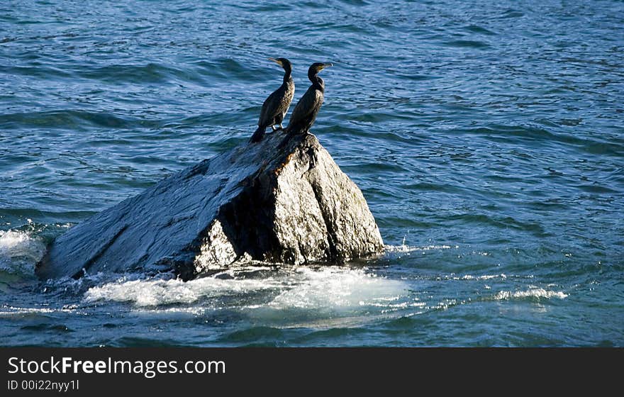 Cormorant Pair