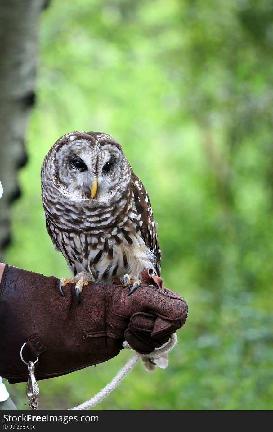 A barn owl sitting on the arm of a handler