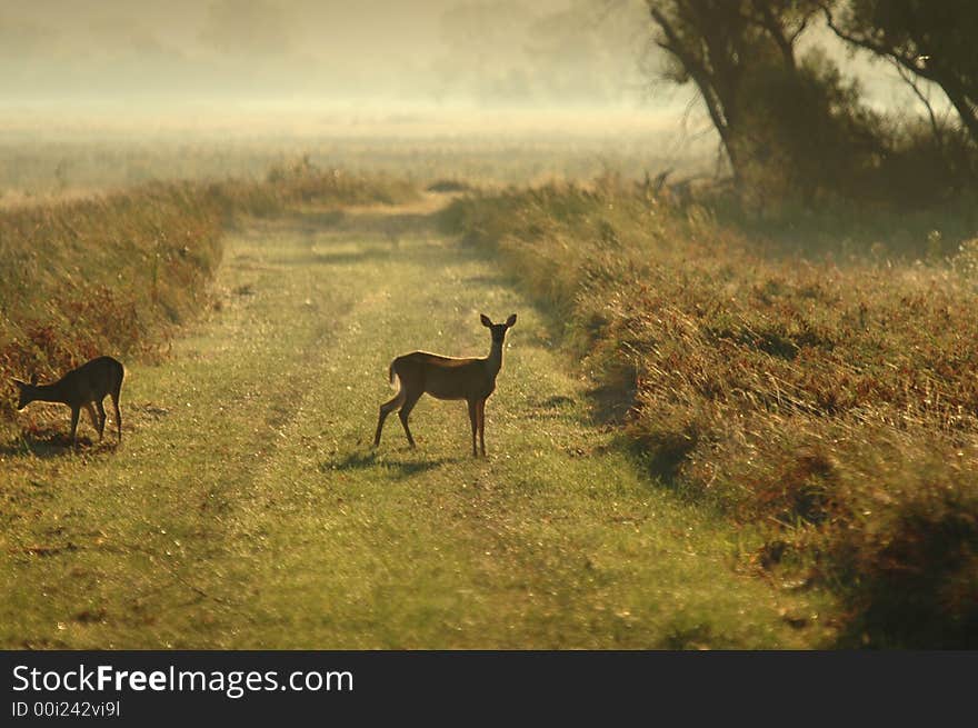 A pair of white-tailed deer part ways on a foggy morning. A pair of white-tailed deer part ways on a foggy morning.