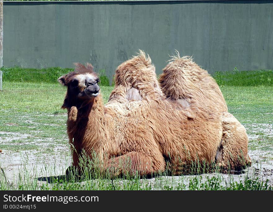 Camel eating in the zoo