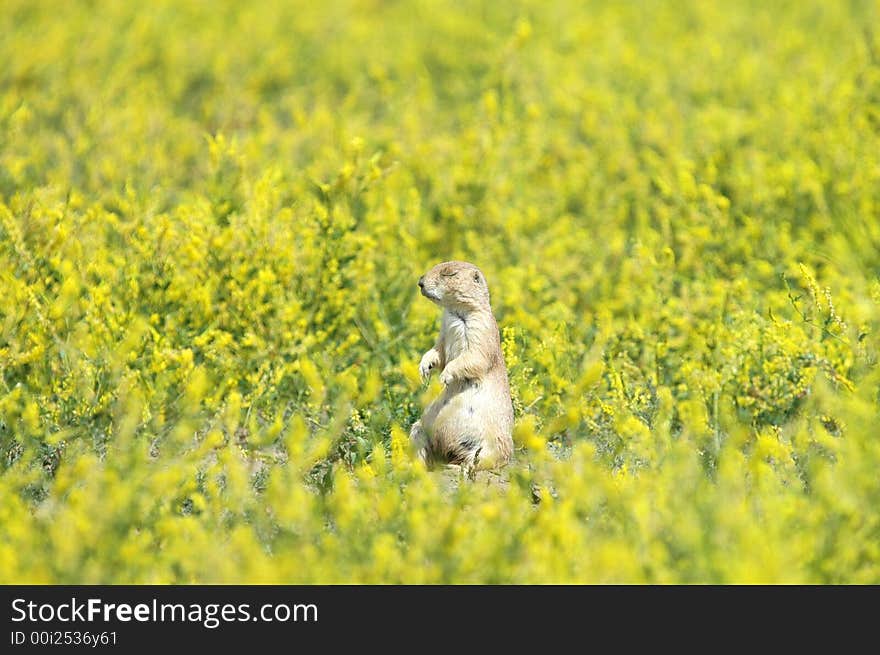 Prairie Nap