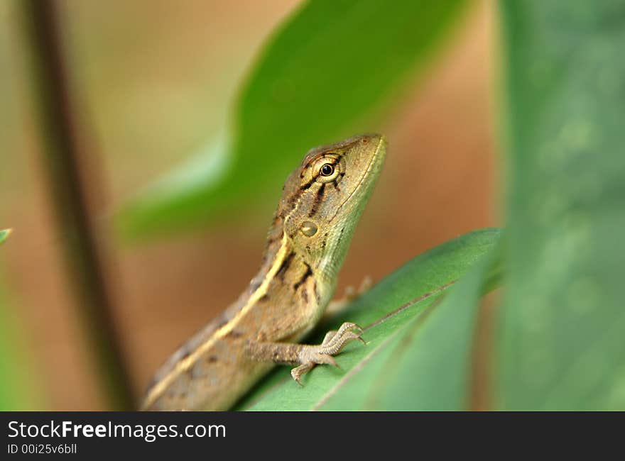 Yellow lizard in the garden