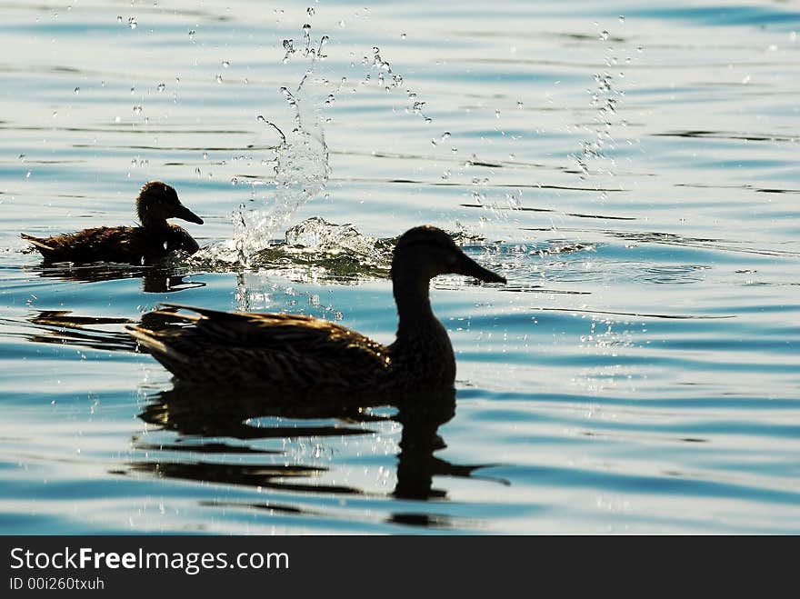 Ducks on a quiet lake at dusk. Ducks on a quiet lake at dusk