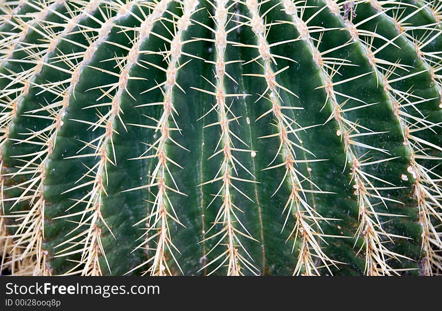 Fragment of Golden Barrel cactus. Fragment of Golden Barrel cactus