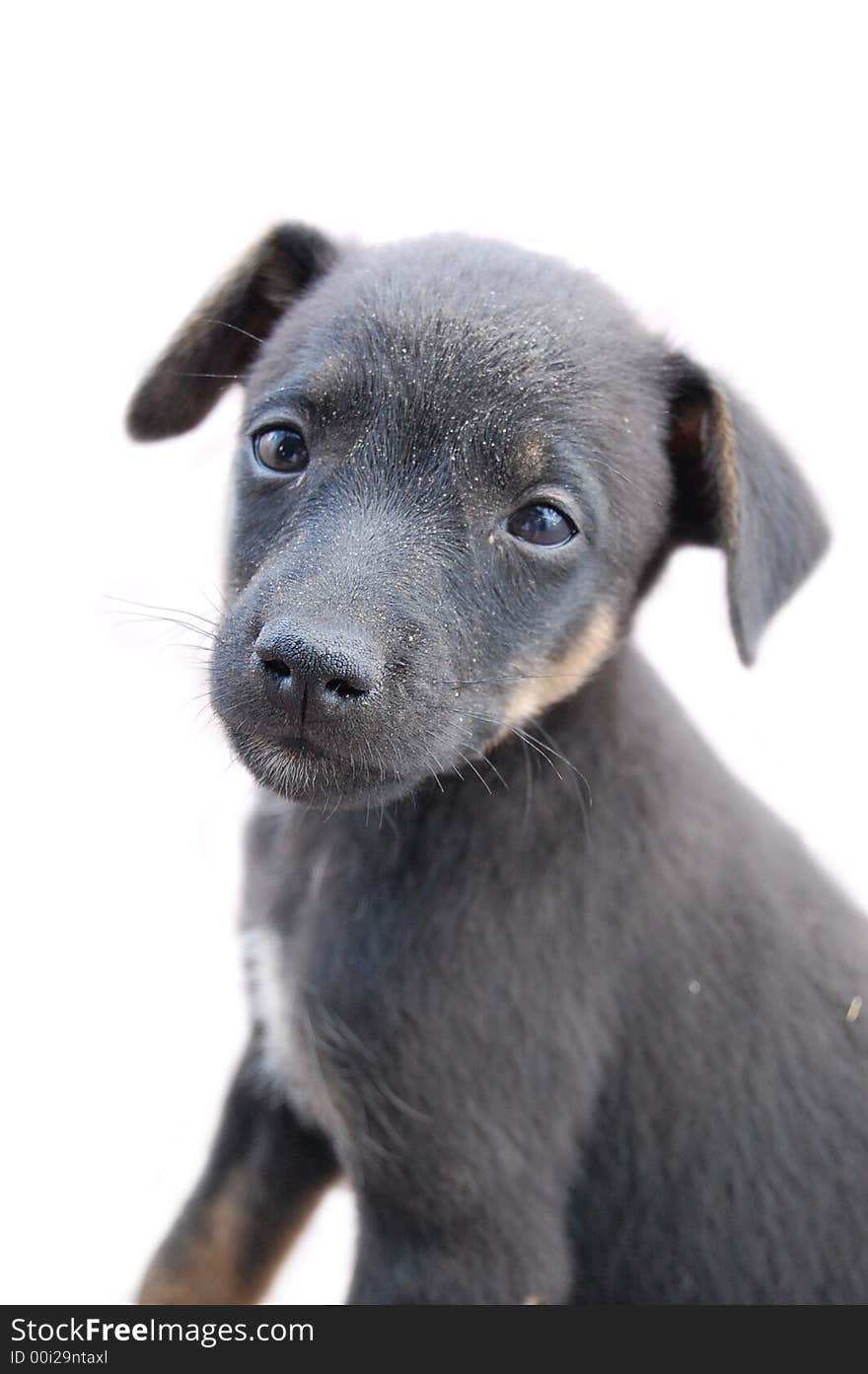 Black Puppy