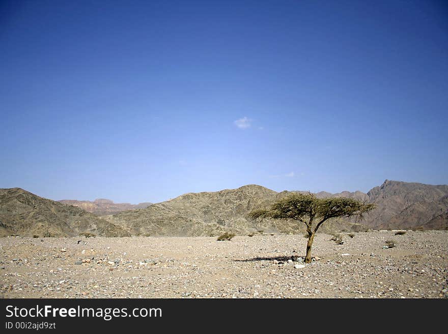 Dry desert in red sea region, sinai, egypt