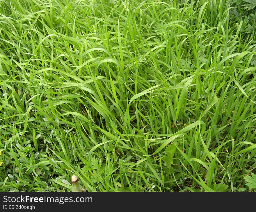 Green grass in the morning