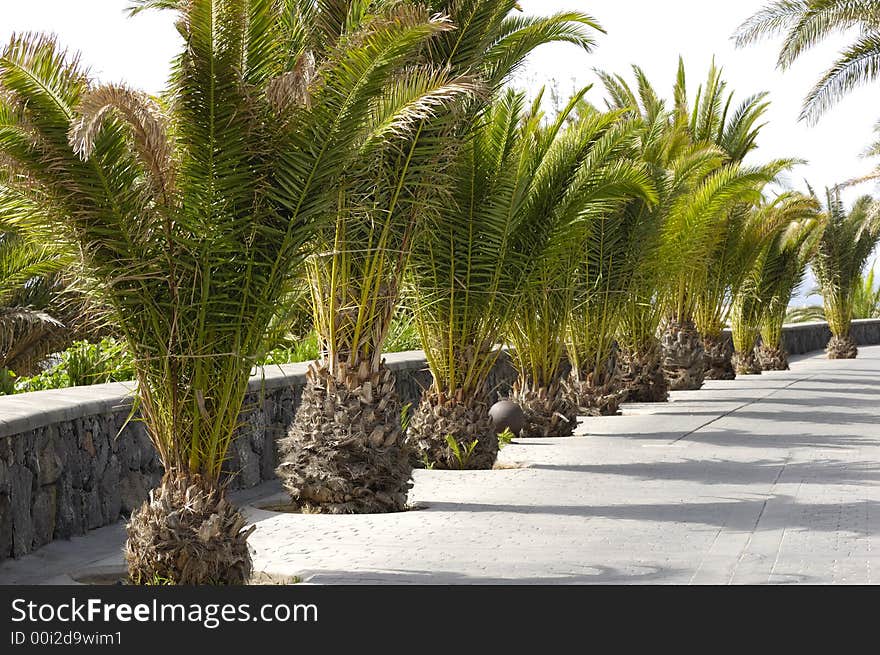 One line of palms trees