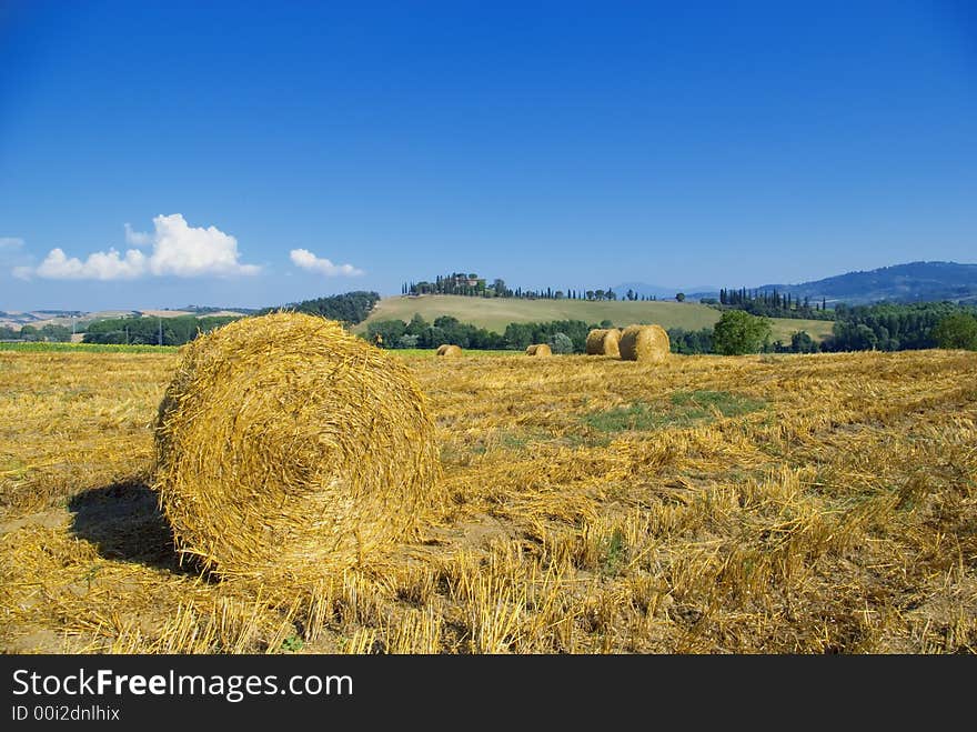 Golden hayfield