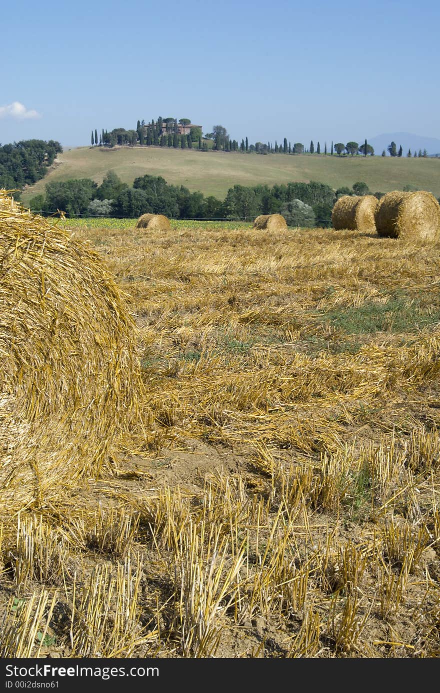 Harvest Fields With Straw