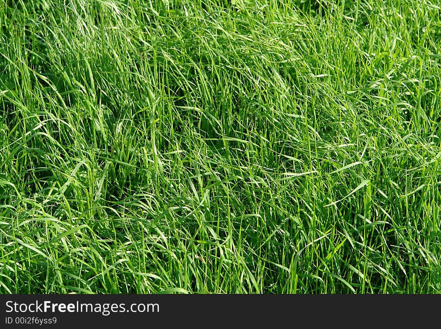 A background of long blades of fresh green grass in soft morning light