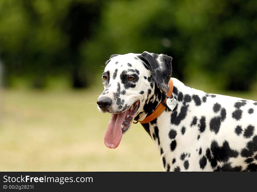 Head of dalmatian on a green background