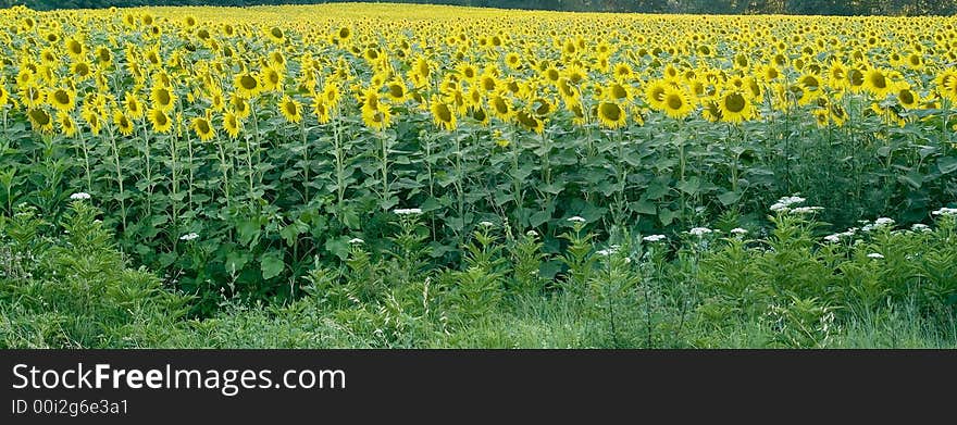 Some Sunflowers in Chianti, Tuscany