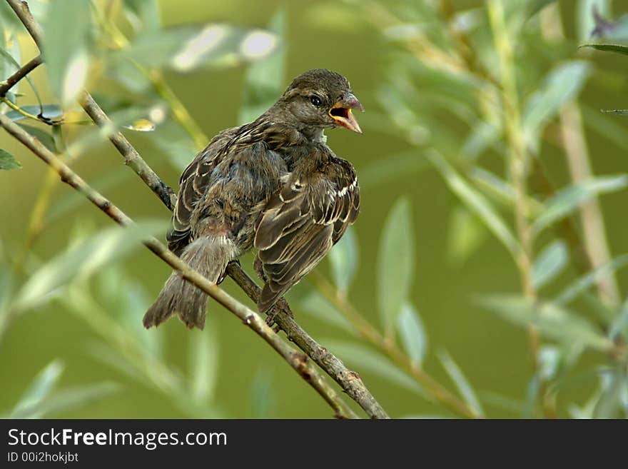 Sparrow with open beak on a branch.