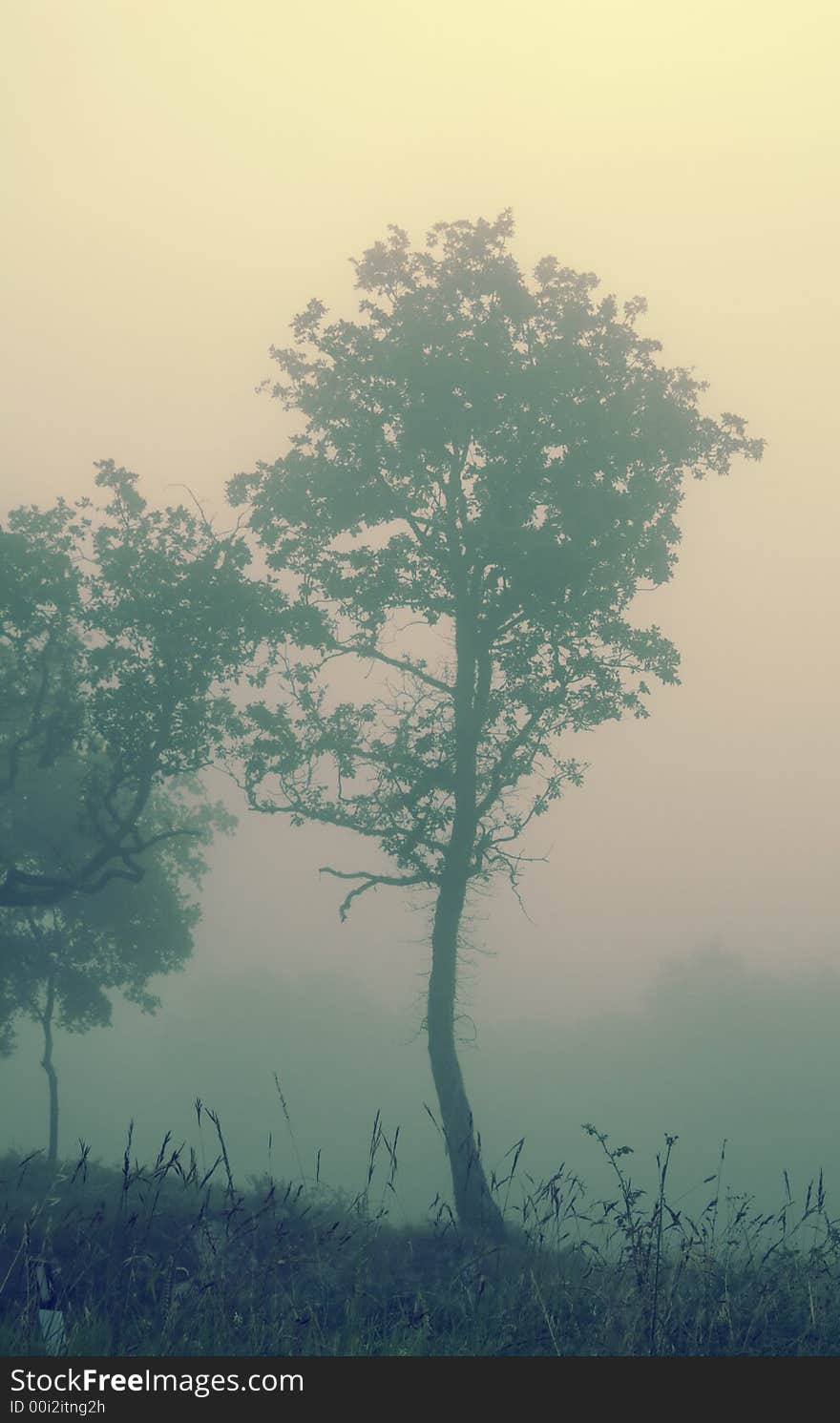 Tree isolated by the heavy fog early in the morning in Chianti. Cross processing tecnique used to improve the mood. Tree isolated by the heavy fog early in the morning in Chianti. Cross processing tecnique used to improve the mood.