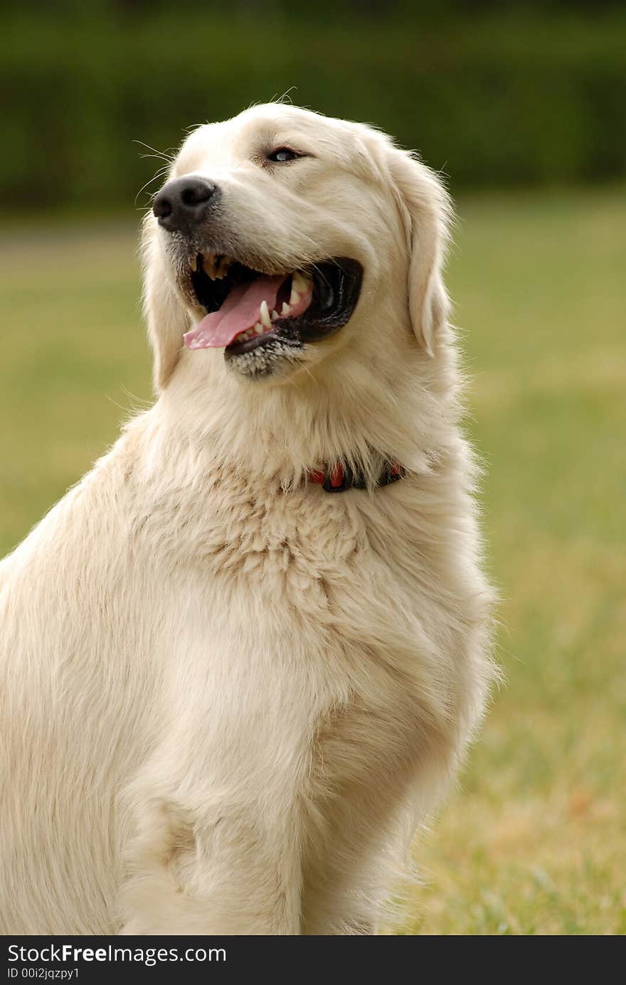 A nice dog portait with mouth open. A nice dog portait with mouth open