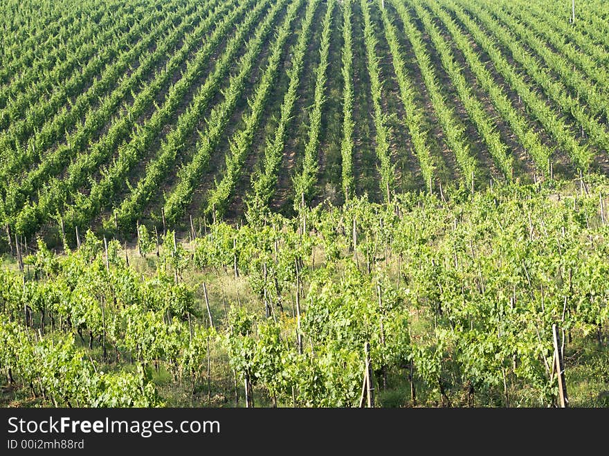 Vineyard inChianti at sunrise. In the background the ray of lights spread all over. Vineyard inChianti at sunrise. In the background the ray of lights spread all over.