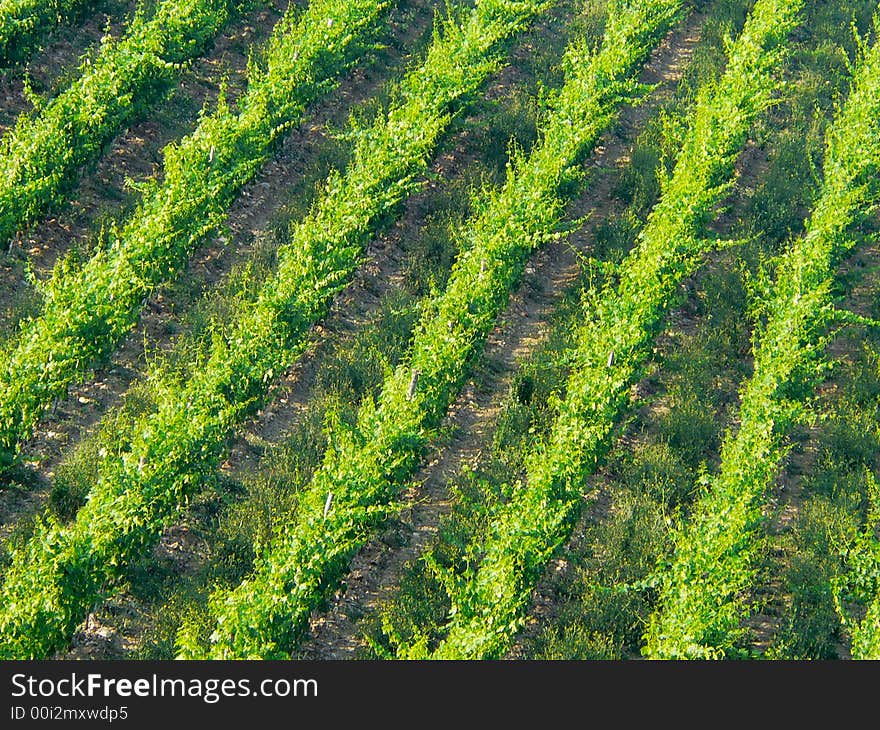 Vineyard, Chianti