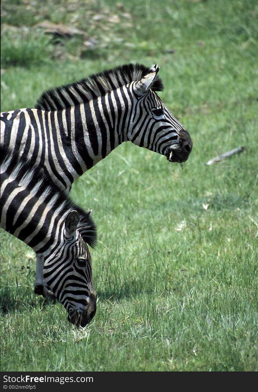 Two heads are better than one. Two matching Zebra,grazing.