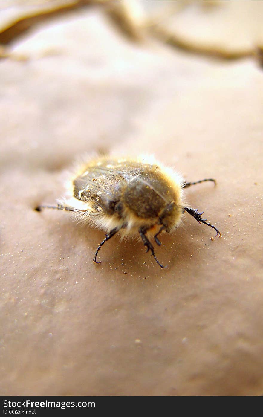 Hairy insect in the dried field. Hairy insect in the dried field