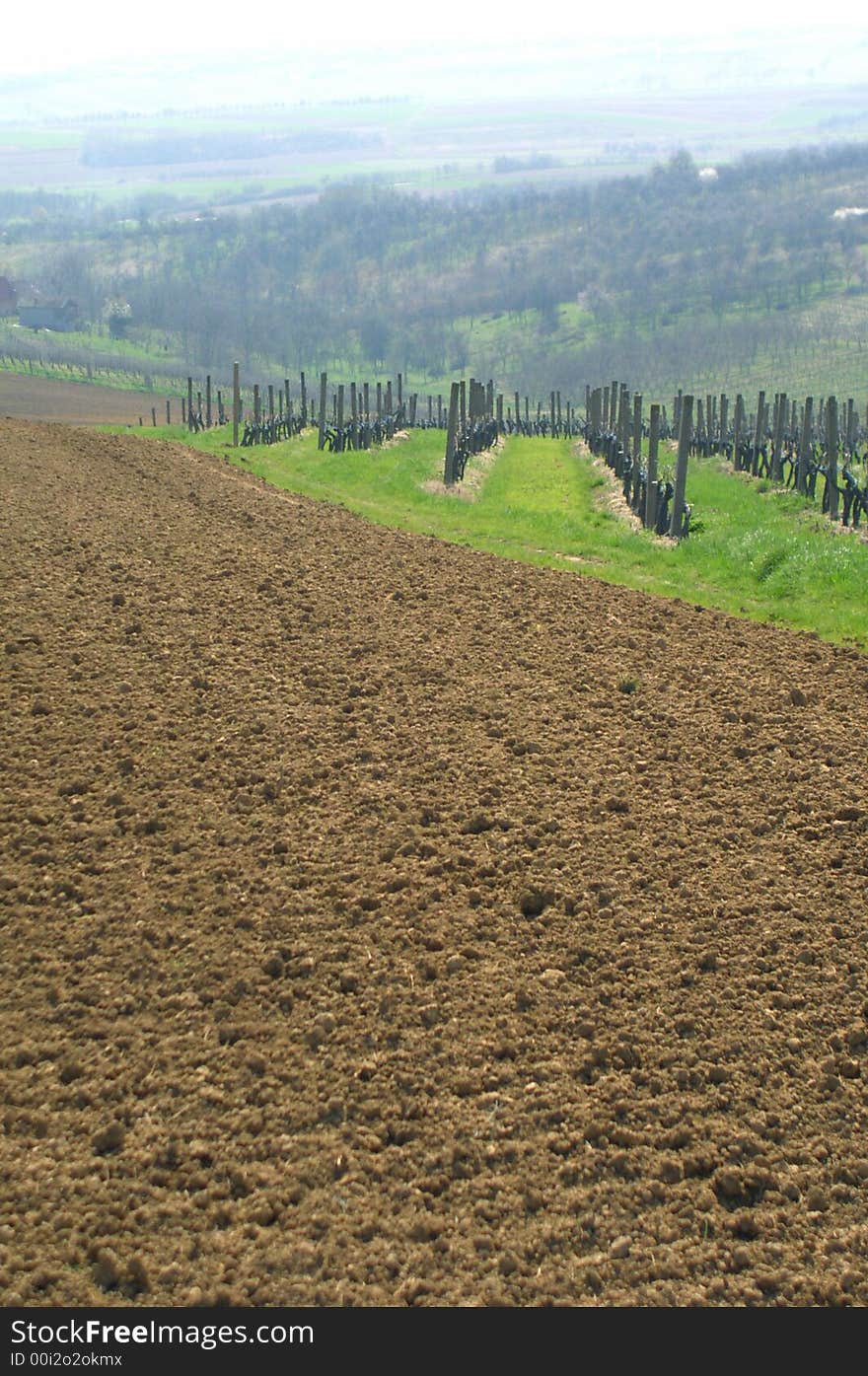 Italian vineyard