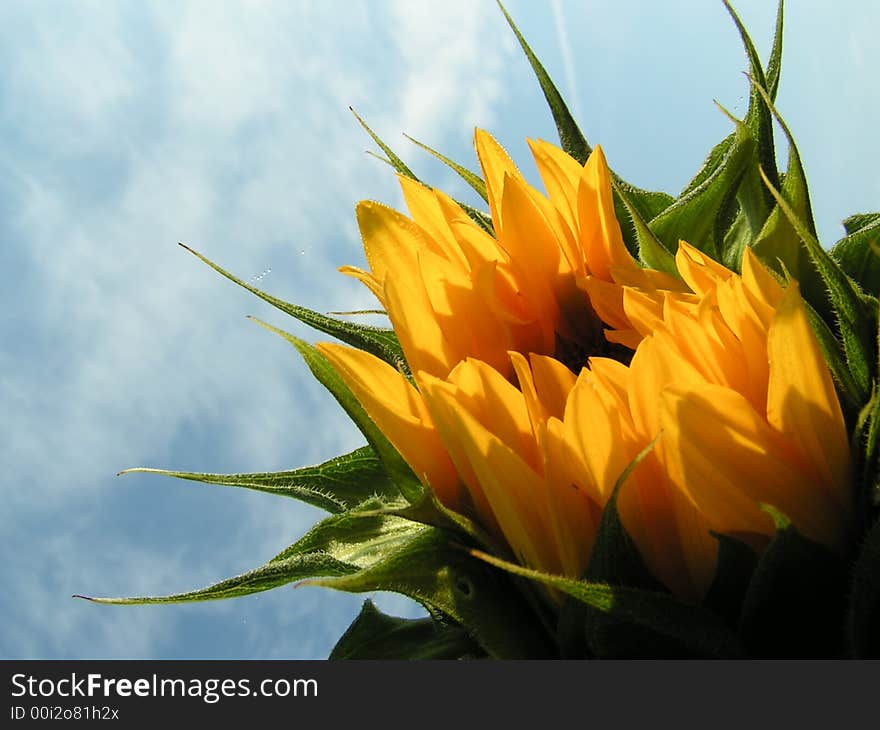 Young sunflower in garden in sun. Young sunflower in garden in sun