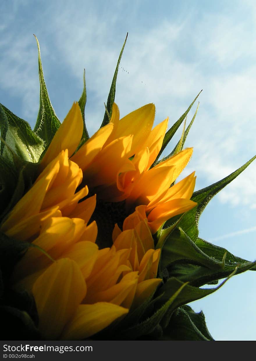 Sunflower in sun on the blue sky