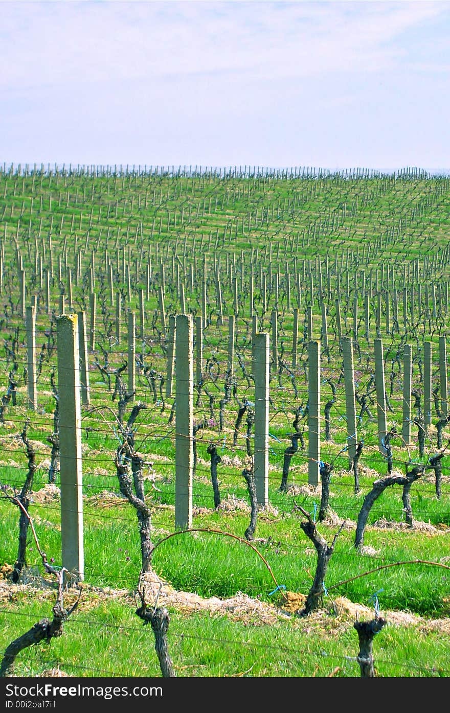 Romantic colorful vineyard panorama on a sunny day. Romantic colorful vineyard panorama on a sunny day